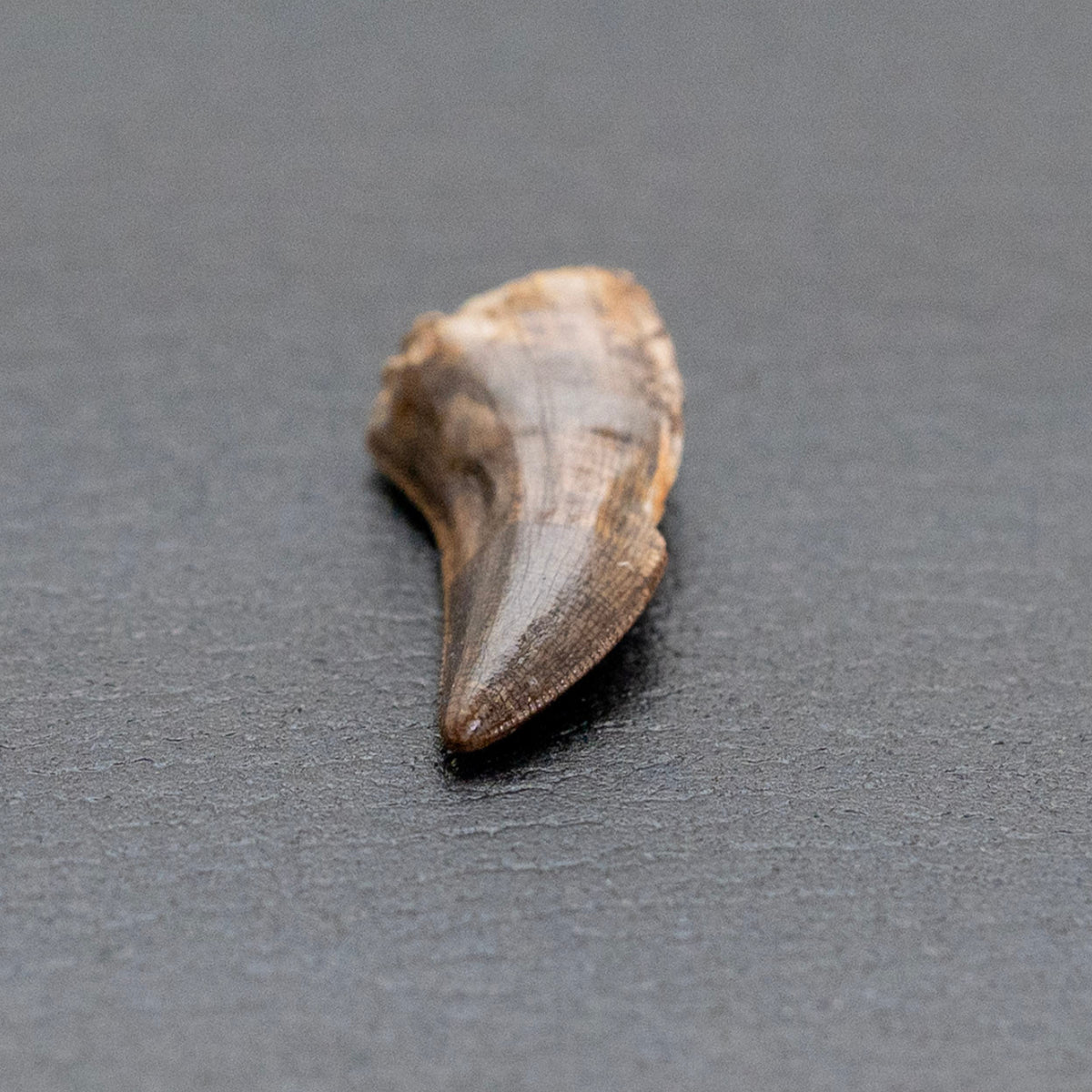 Fossil Tooth on Gray background
