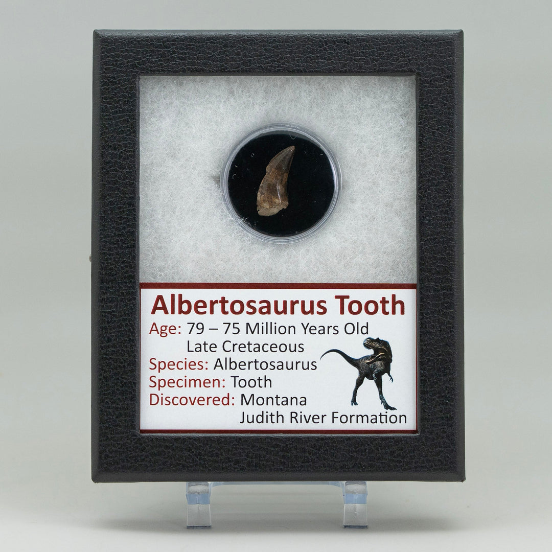 Fossilized tooth of Albertosaurus in a display case with descriptive label.