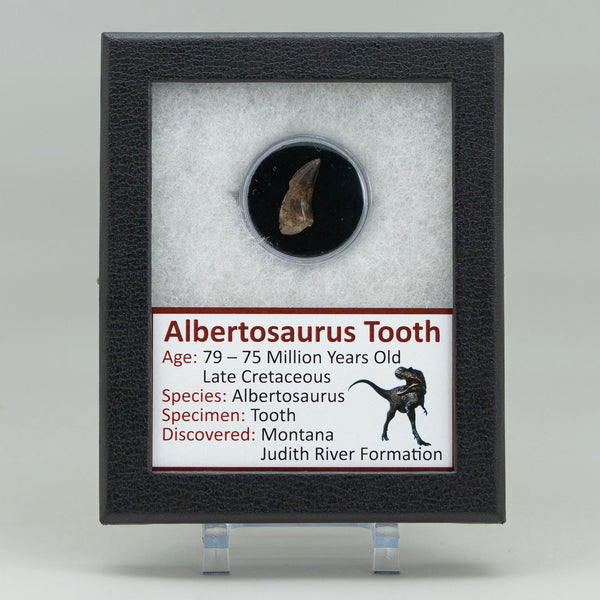 Fossilized tooth of Albertosaurus in a display case with descriptive label.