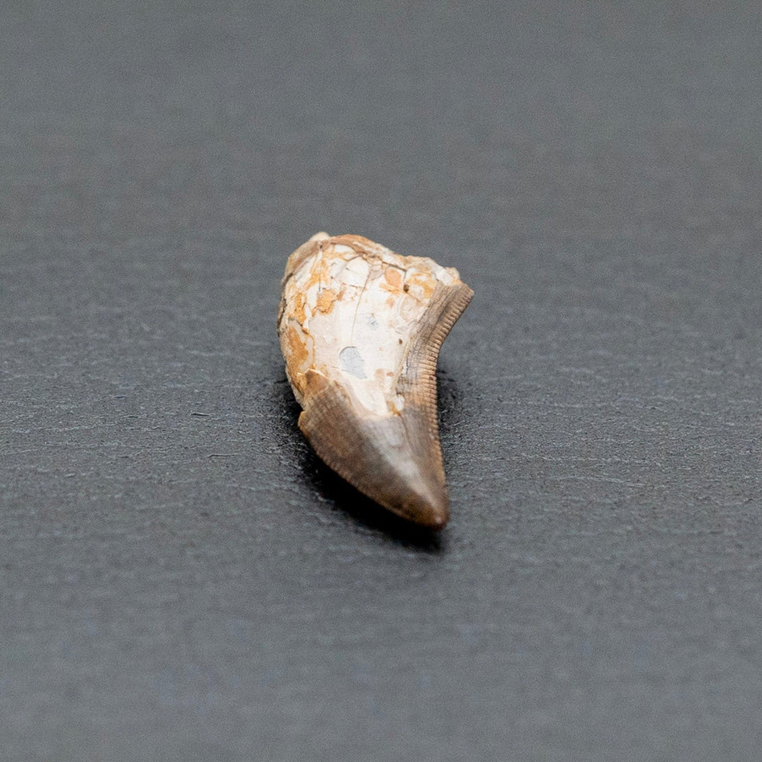 Small fossilized shell on a gray surface