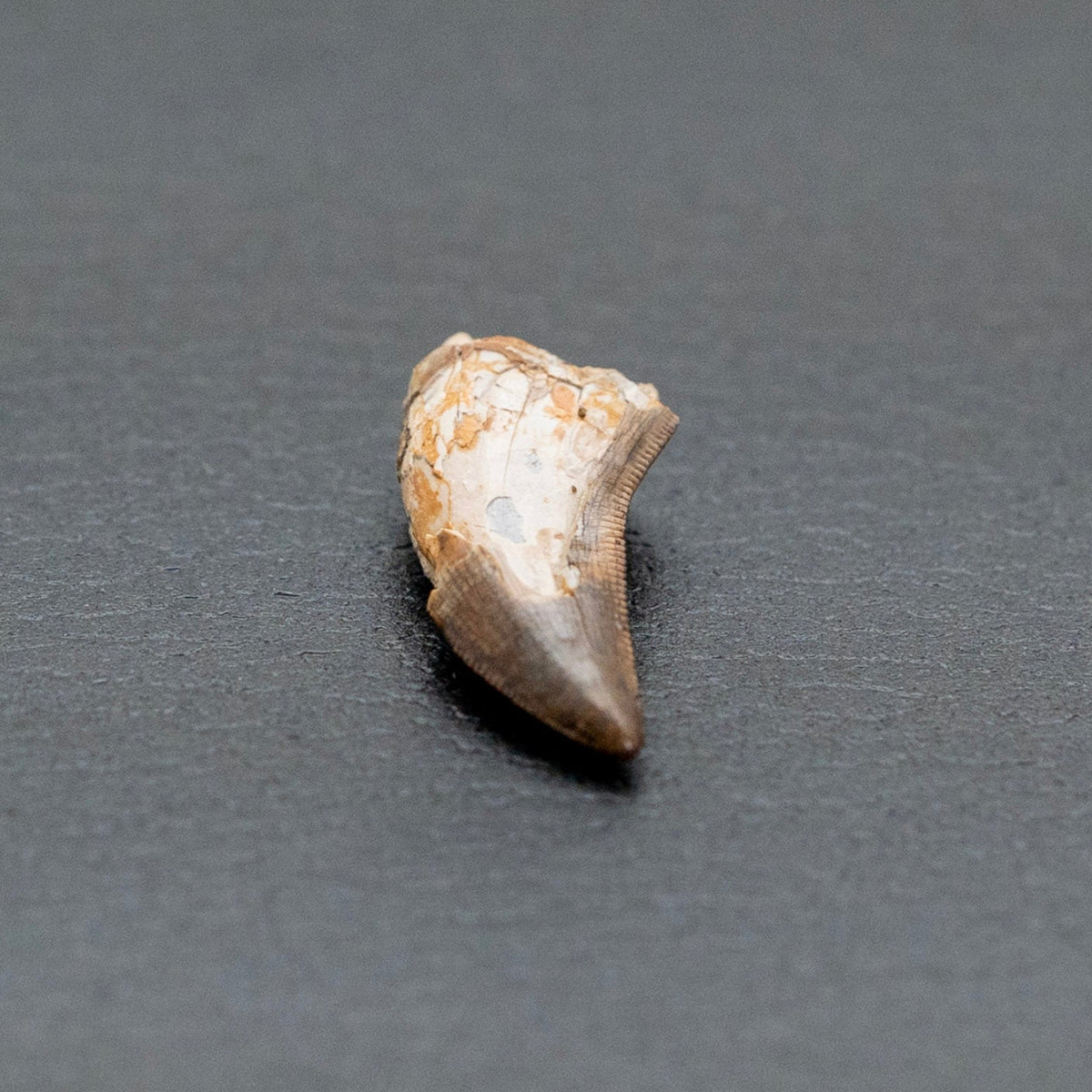 Small fossilized shell on a gray surface