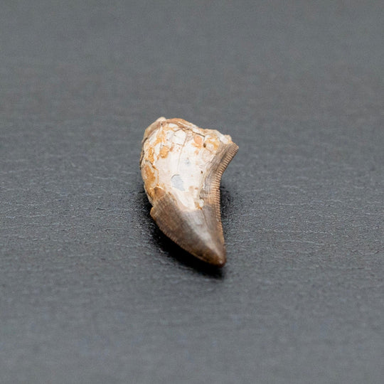 Small fossilized shell on a gray surface
