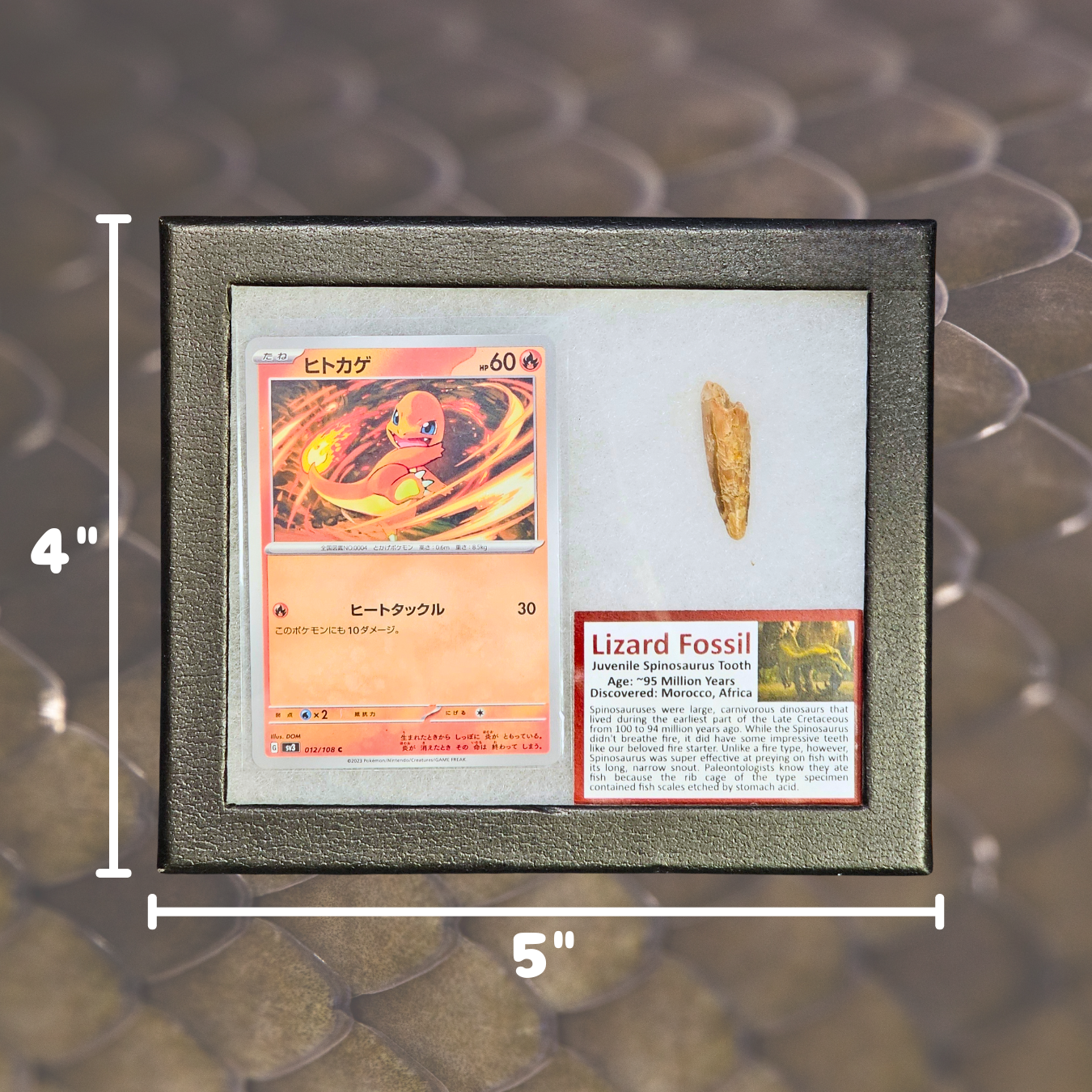 Pokémon Fossilien-Display – Glumanda mit Spinosaurus-Zahnfossil