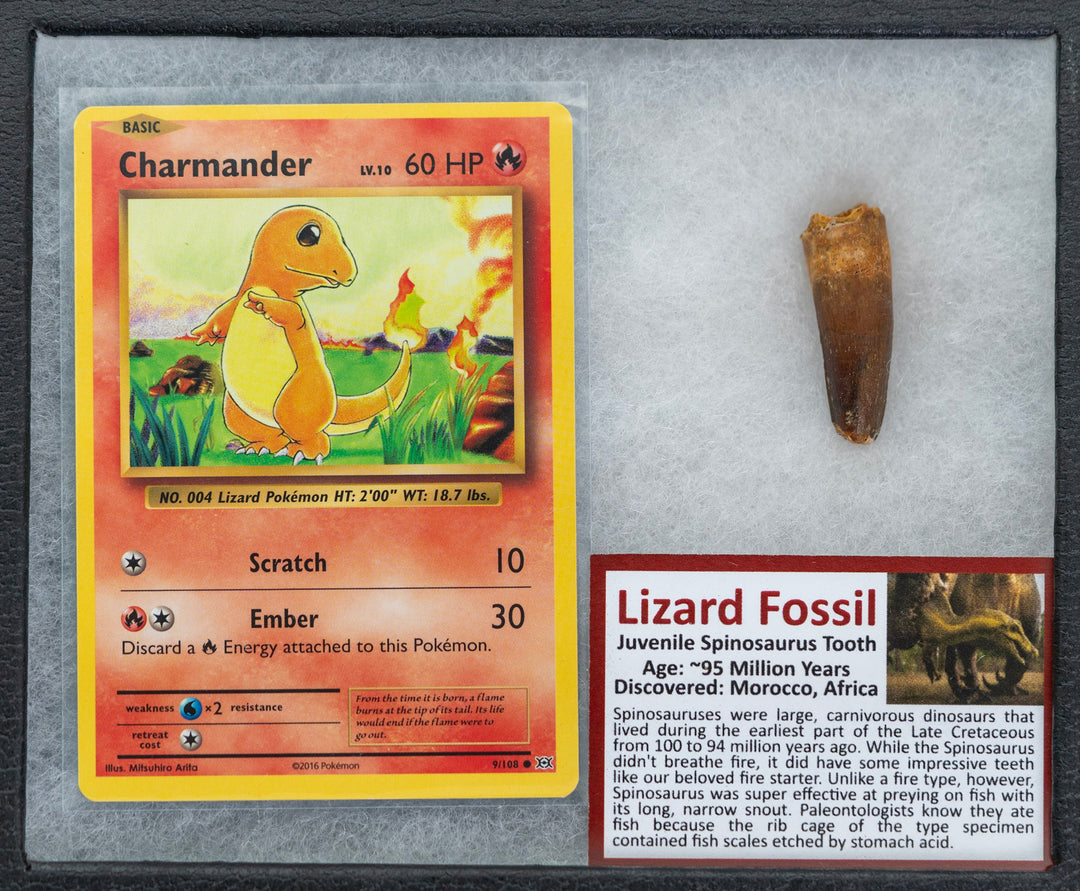 Pokémon Charmander trading card with a lizard fossil on a gray background