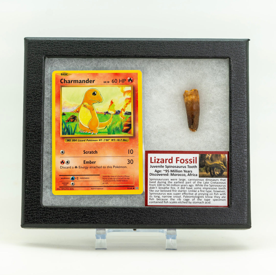 Framed display of a Charmander trading card and a lizard fossil on a white background