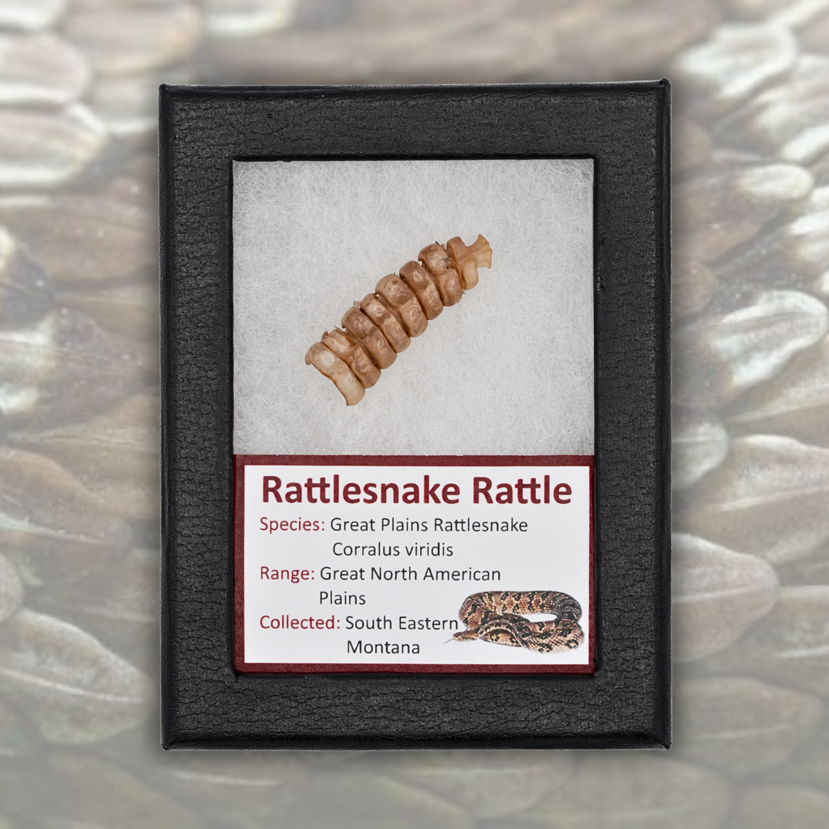 Rattlesnake Rattle Display