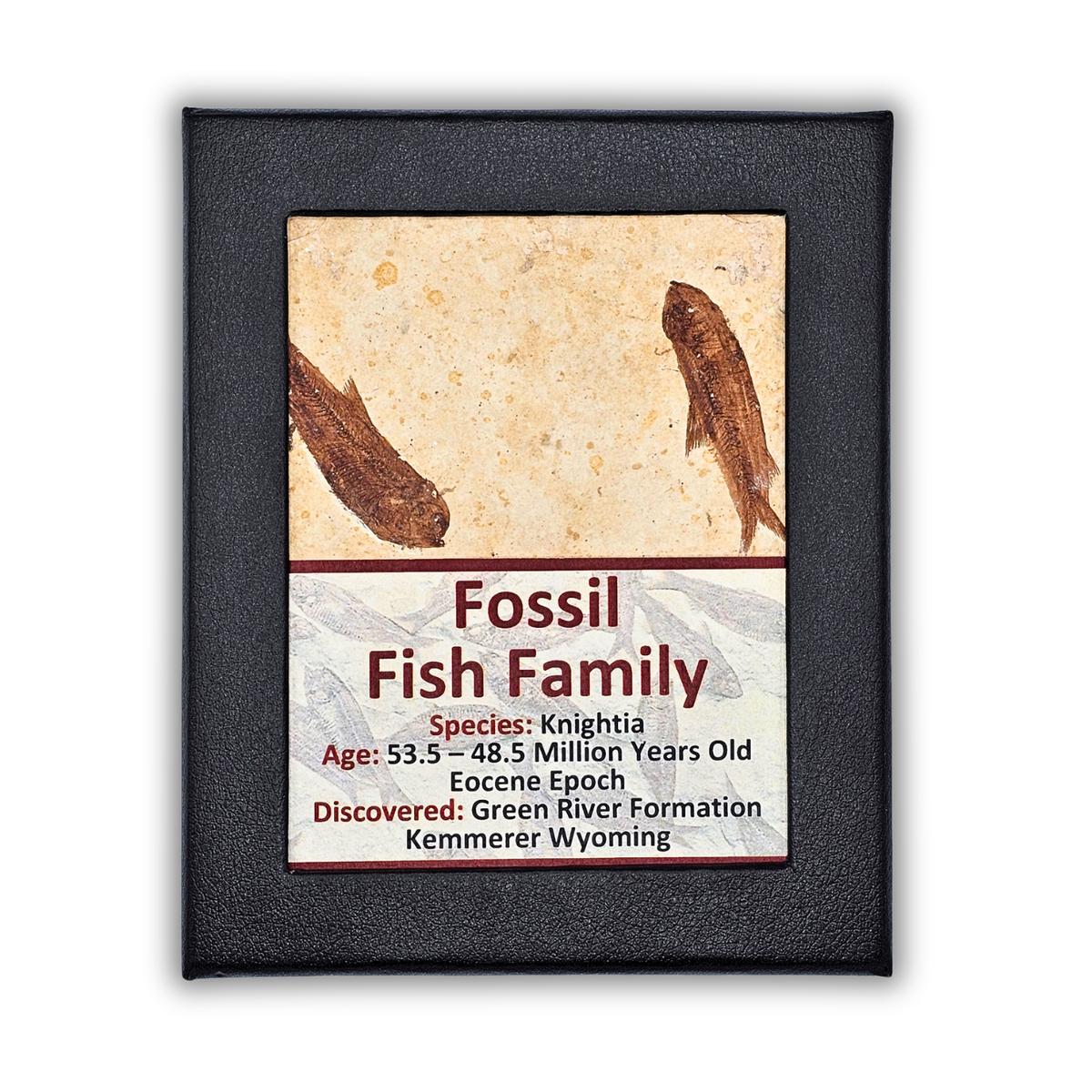 Fossil Fish Family Display
