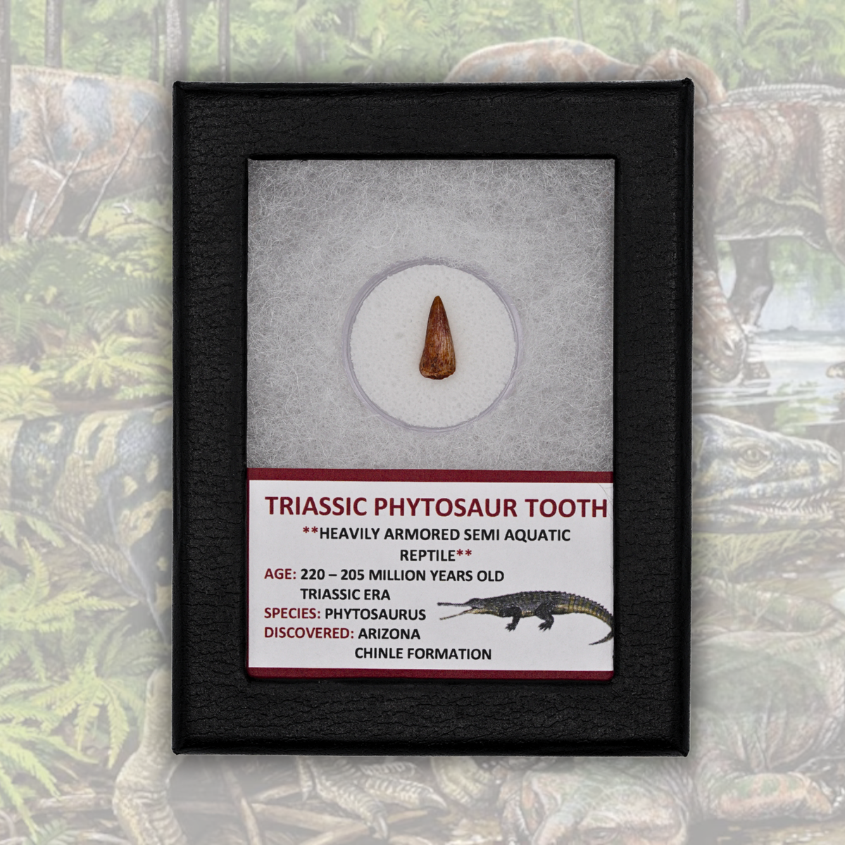 Triassic Phytosaur Tooth Display