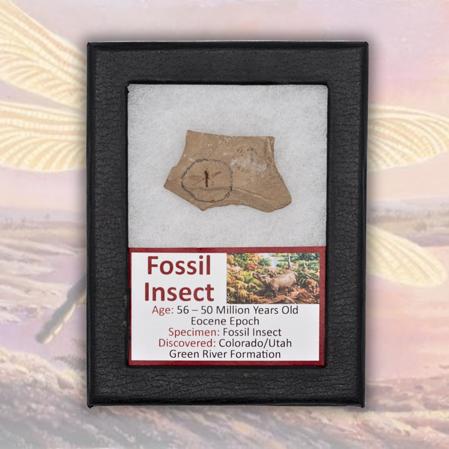 Fossil Insect Display
