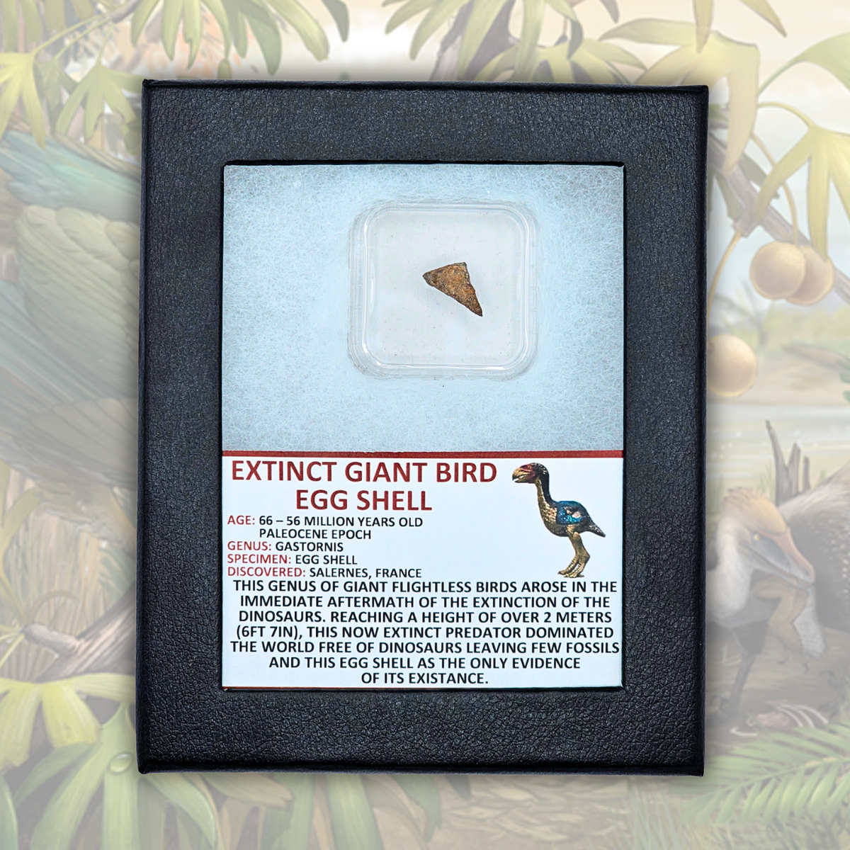 Extinct Giant Bird Eggshell Display