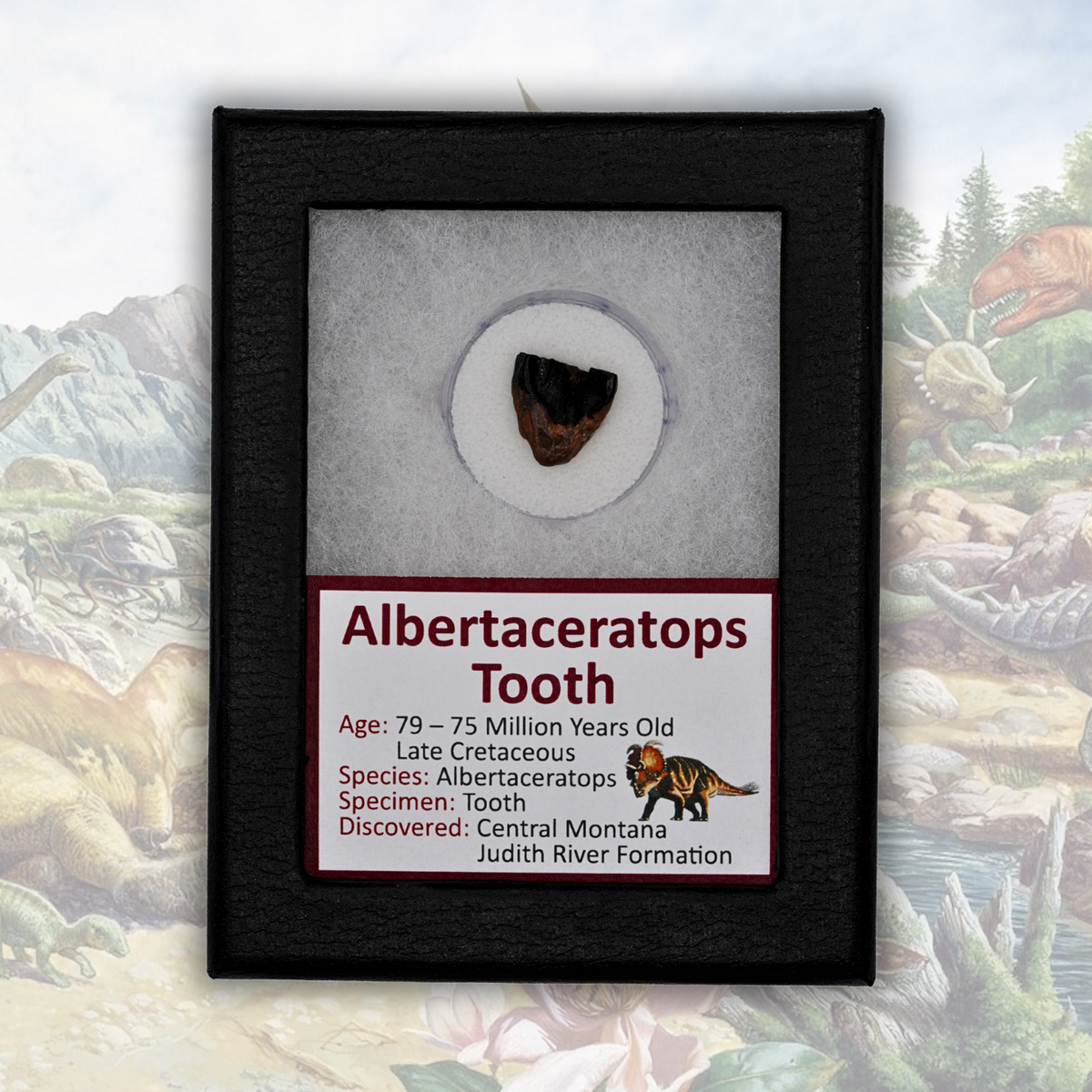 Albertaceratops Tooth Display