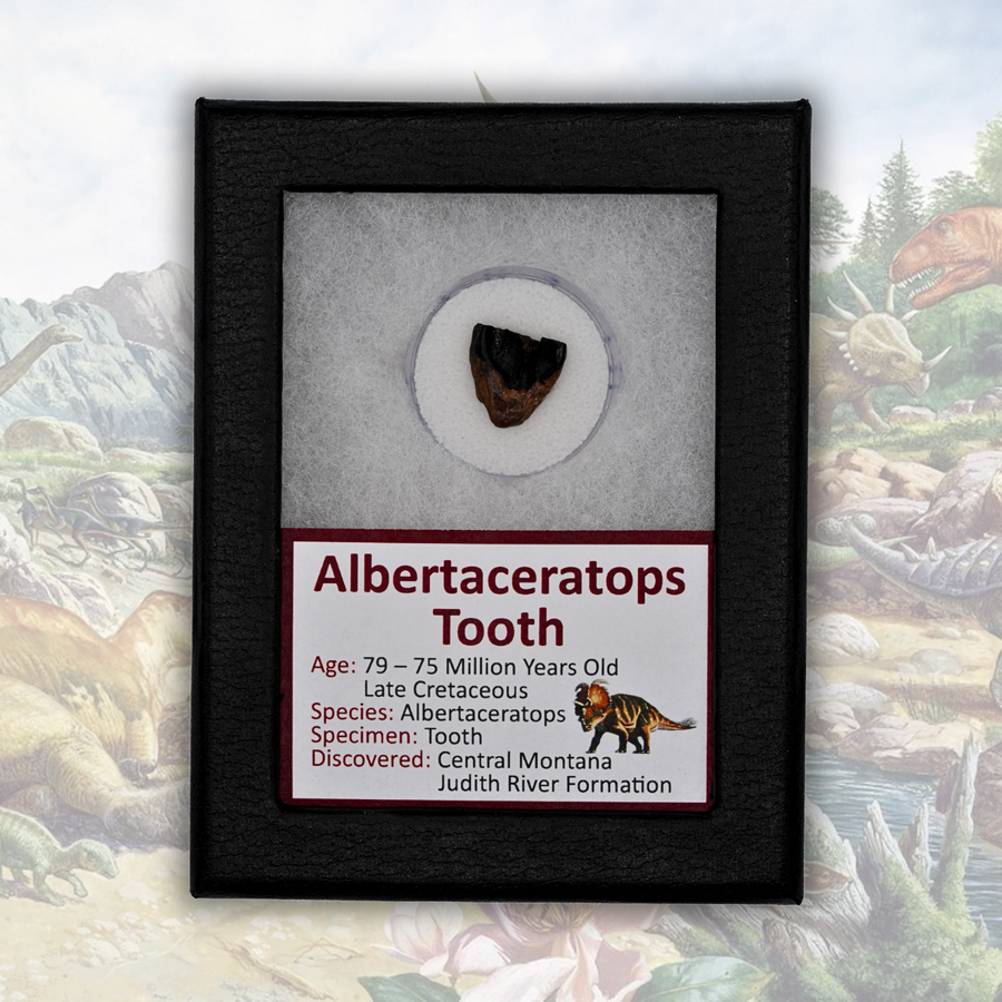 Albertaceratops Tooth Display