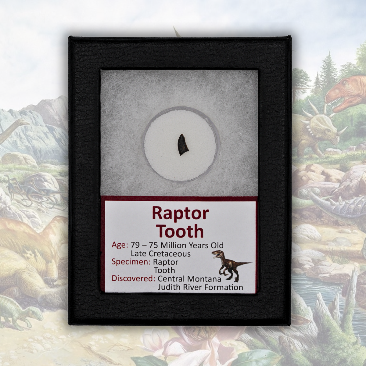 Raptor-Zahn-Fossil – Judith-River-Formation, Montana