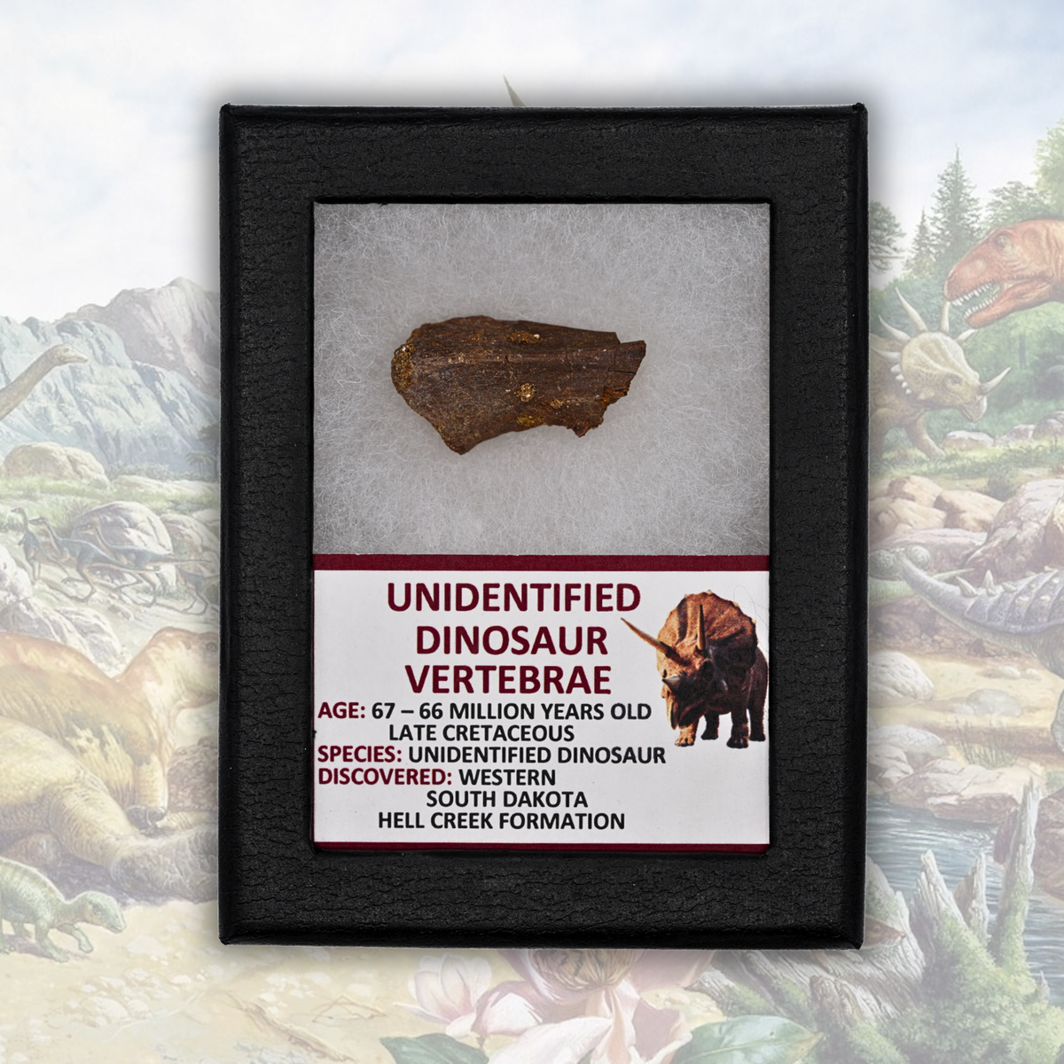 Unidentified Dinosaur Vertebrae Display