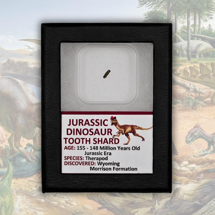 Jurassic Dinosaur Tooth Shard Display