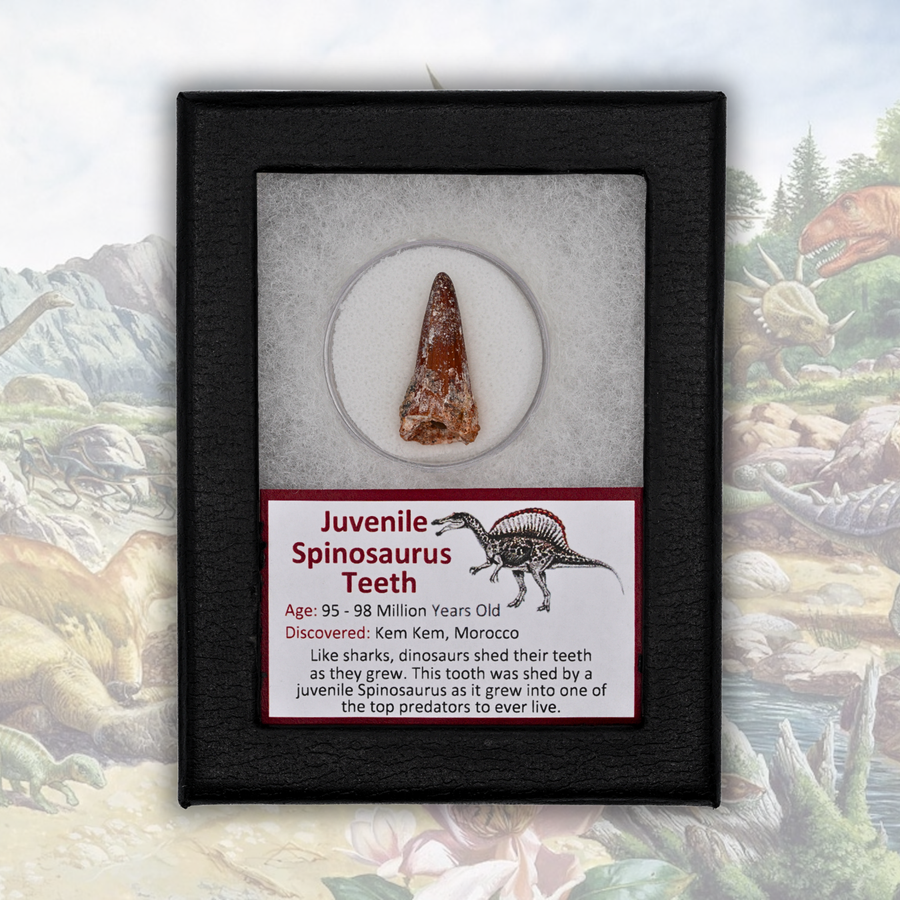 Juvenile Spinosaurus Teeth