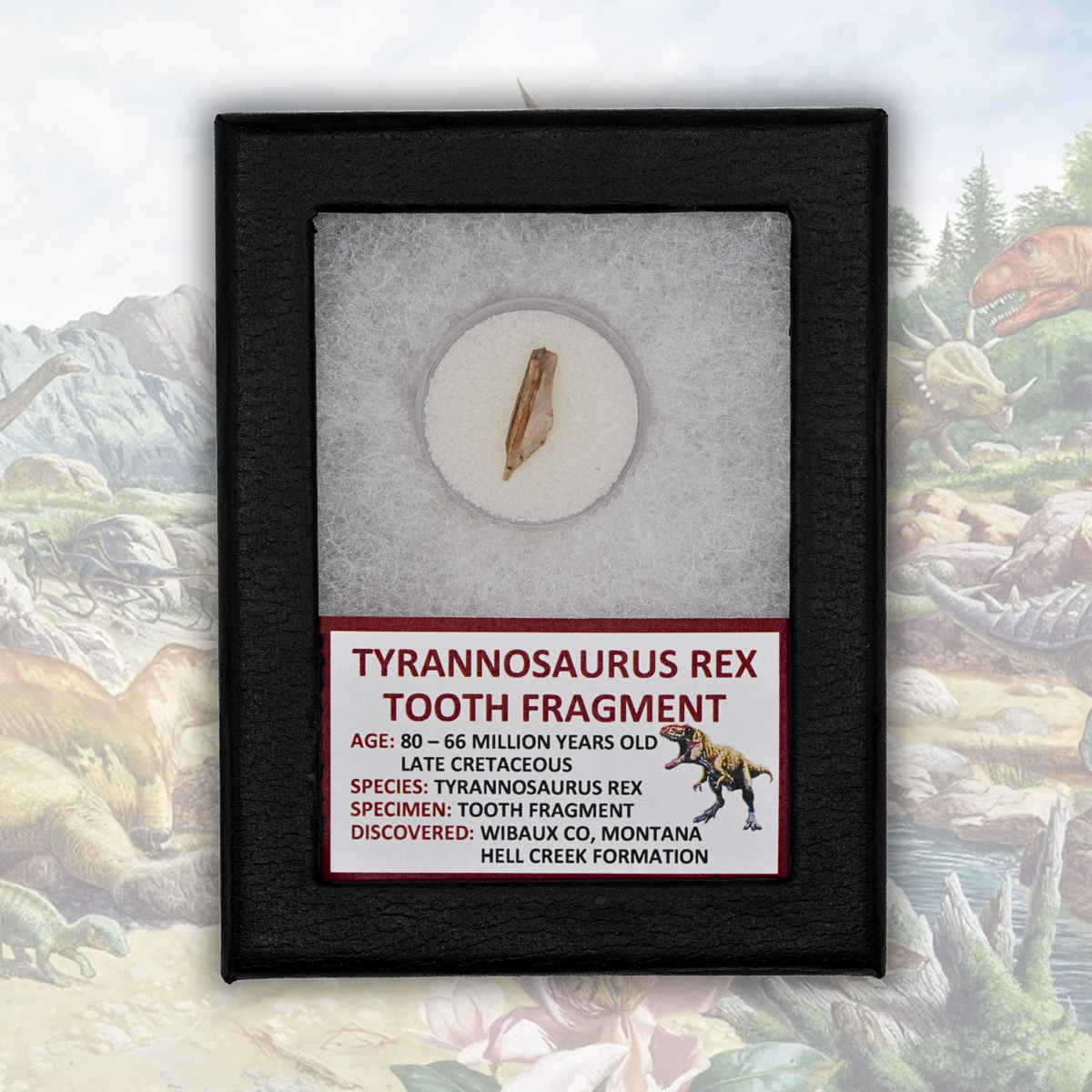 Tyrannosaurus Rex Tooth Fragment Display