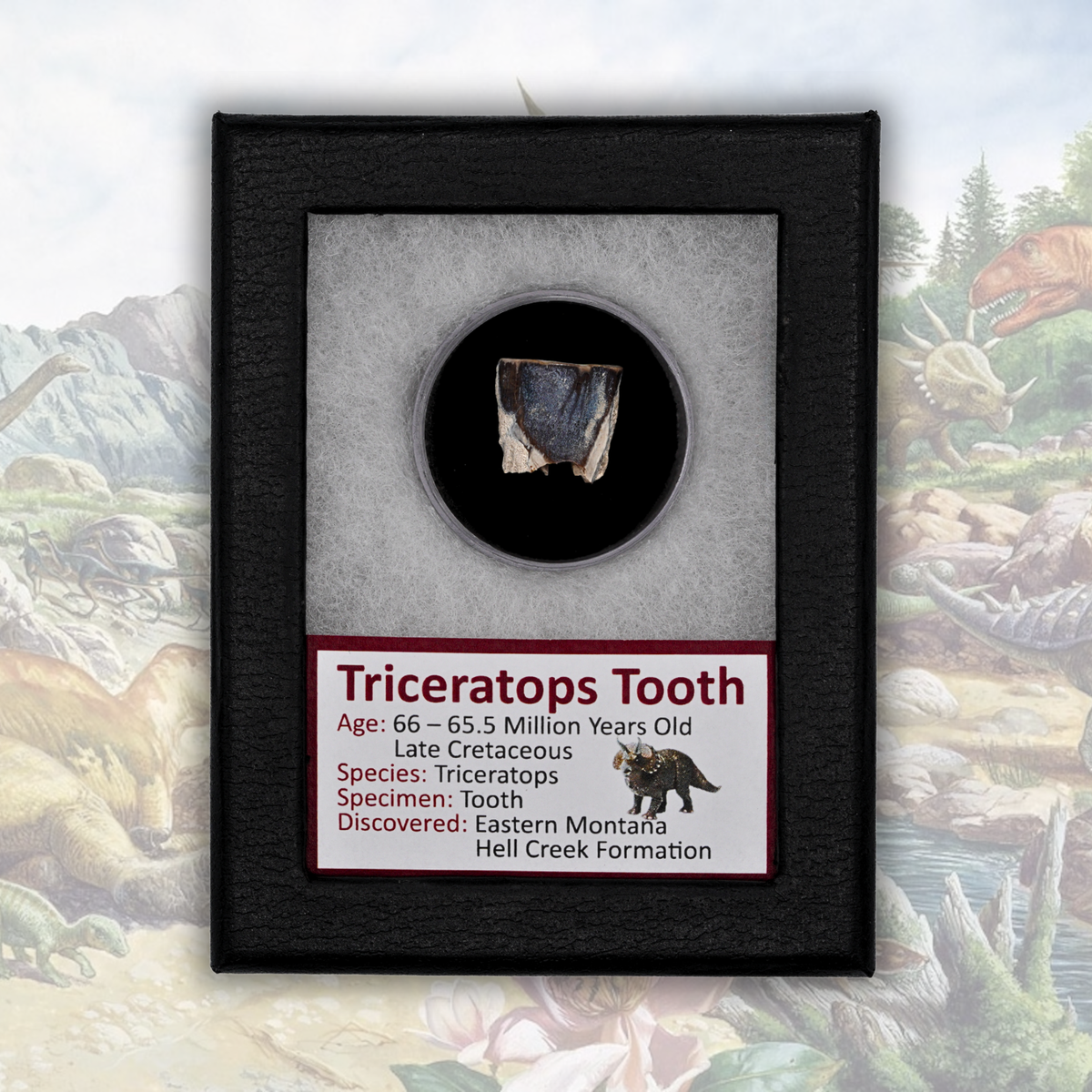 Triceratops Tooth Fossil Display