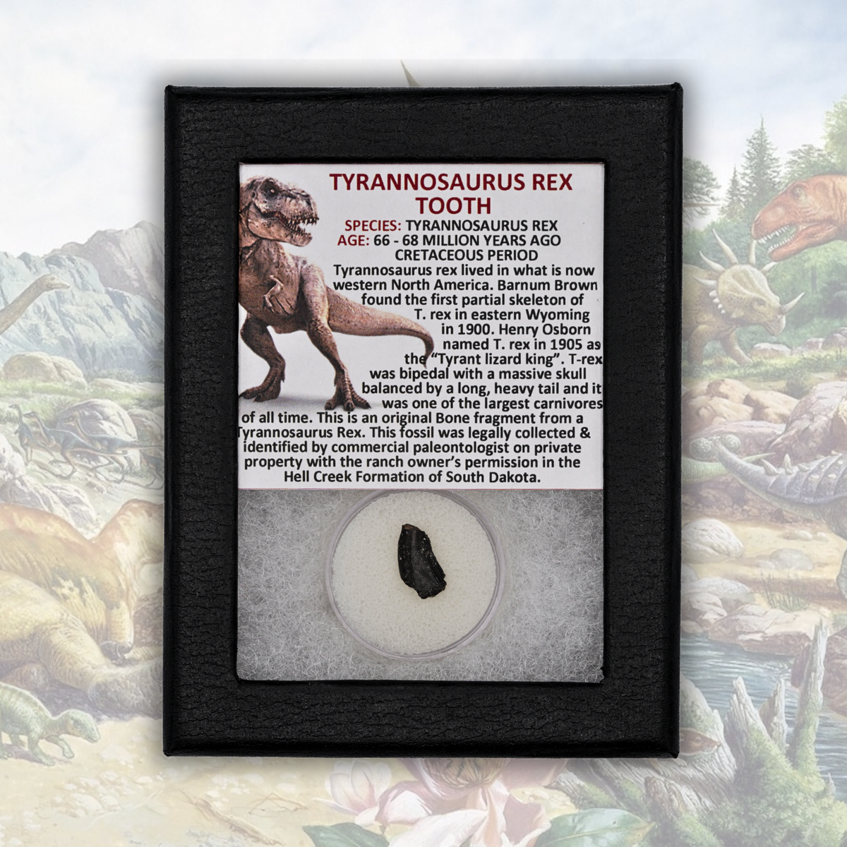 Tyrannosaurus Rex Tooth Display