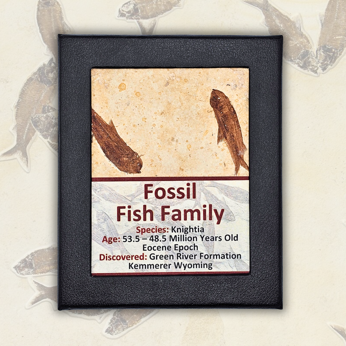Fossil Fish Family Display
