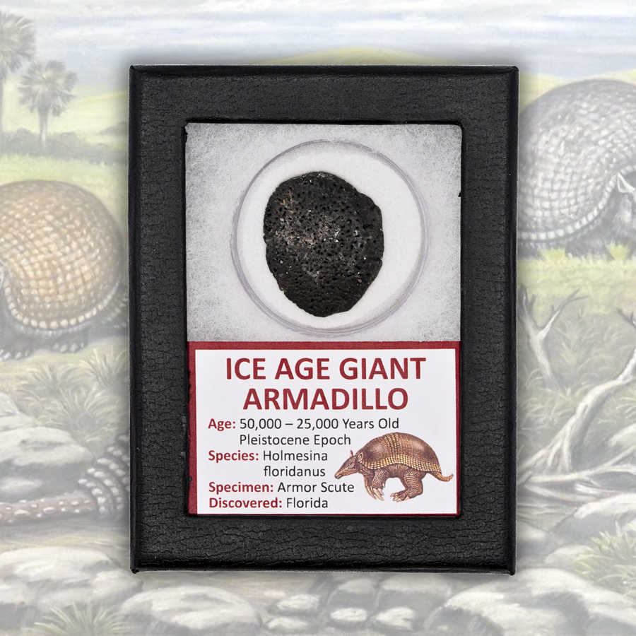 Ice Age Giant Armadillo Display - Holmesina Floridanus