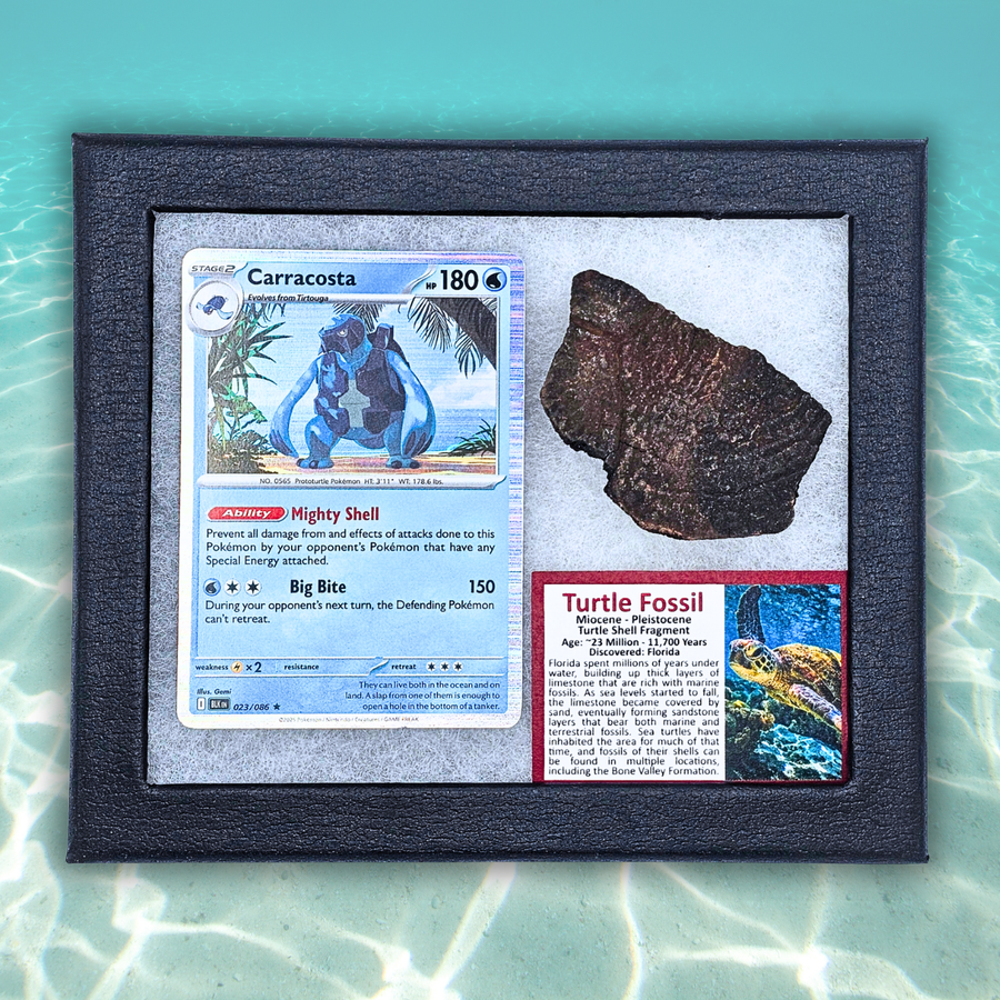 A framed display featuring a Pokémon trading card of Carracosta, a real turtle fossil specimen, and an informational plaque, all mounted on a light gray background inside a black frame. The frame is photographed against a turquoise water-like surface.