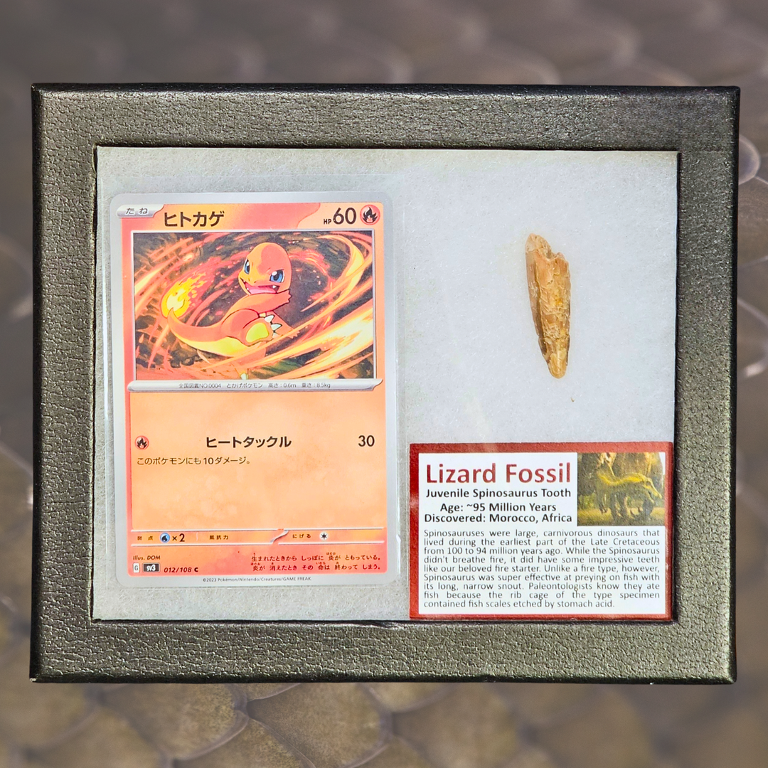 Pokémon Fossil Display – Charmander with Spinosaurus Tooth Fossil