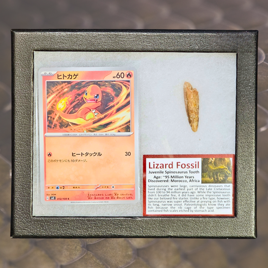 Pokémon Fossil Display – Charmander with Spinosaurus Tooth Fossil