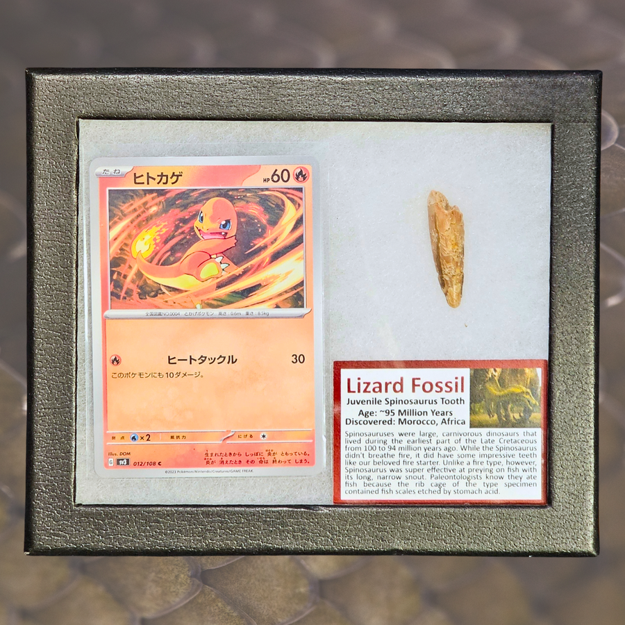 Pokémon Fossil Display – Charmander with Spinosaurus Tooth Fossil