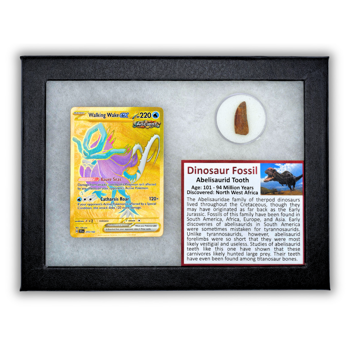 Pokémon Fossil Display - Walking Wake Abelisaurid Tooth