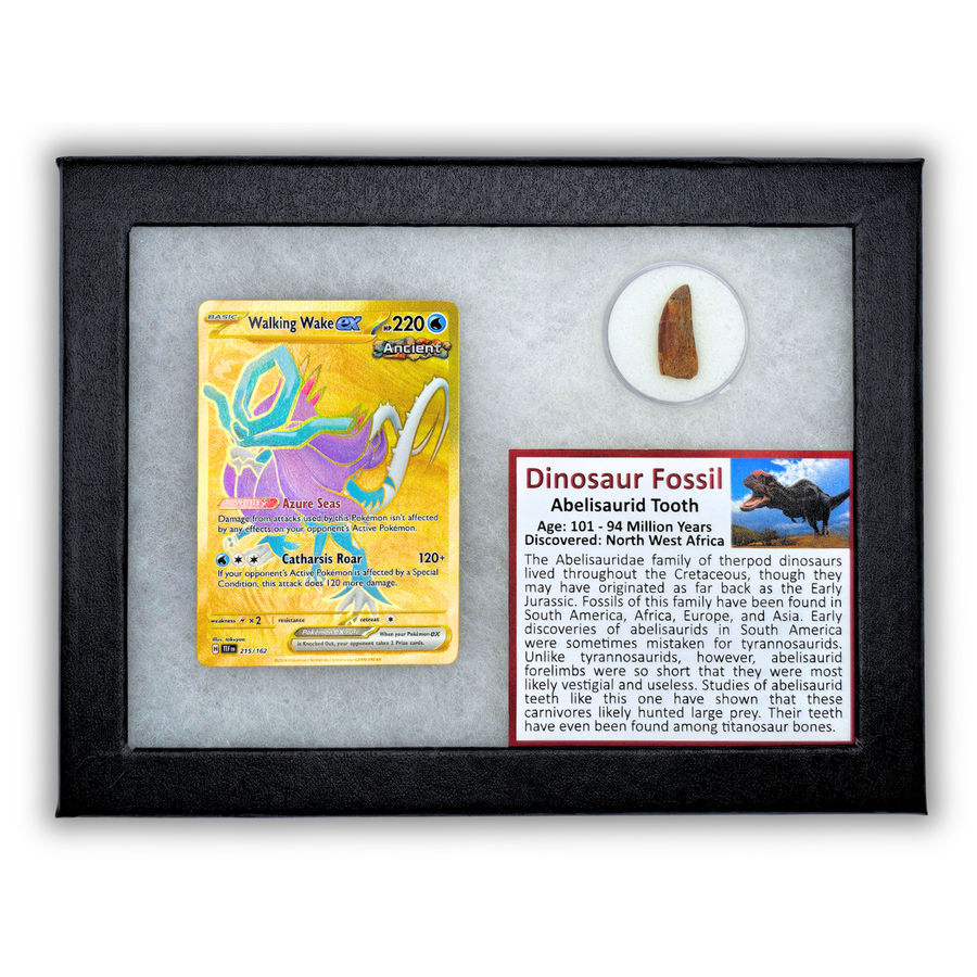 Pokémon Fossil Display - Walking Wake Abelisaurid Tooth