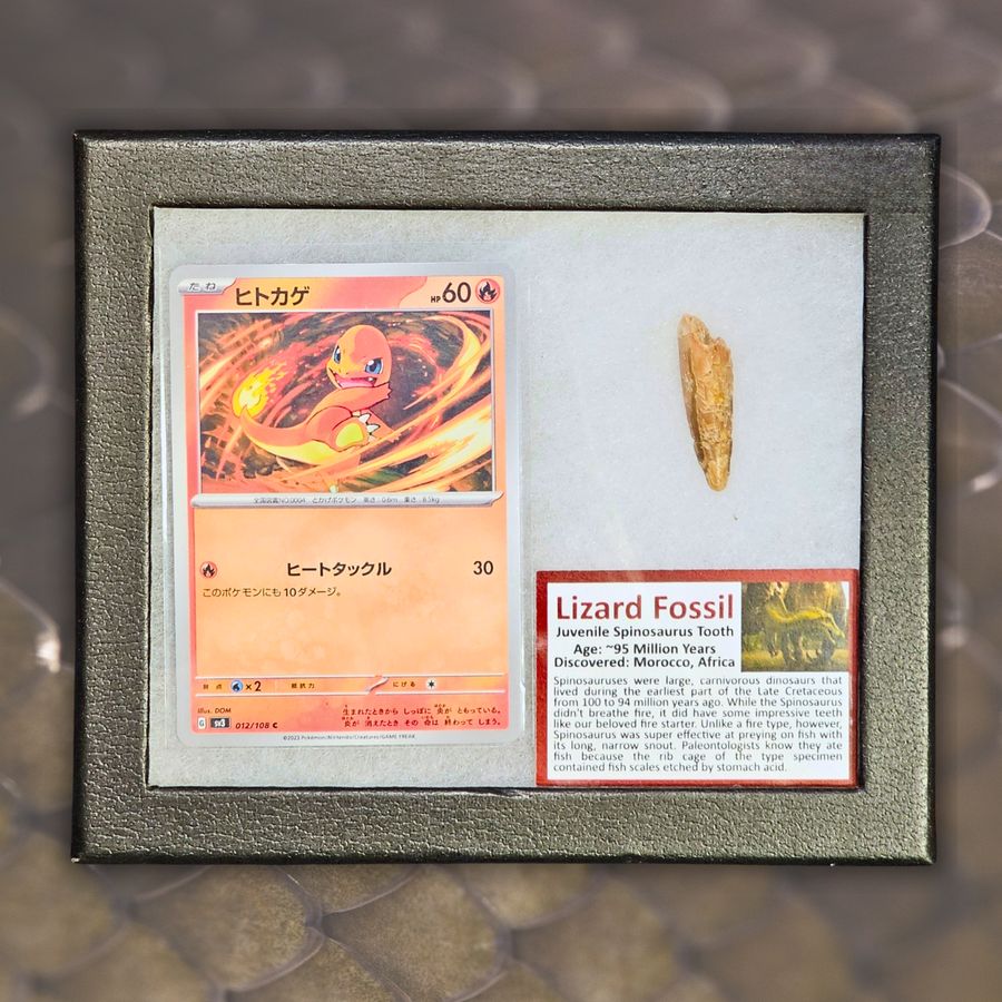Pokémon Fossilien-Display – Glumanda mit Spinosaurus-Zahnfossil