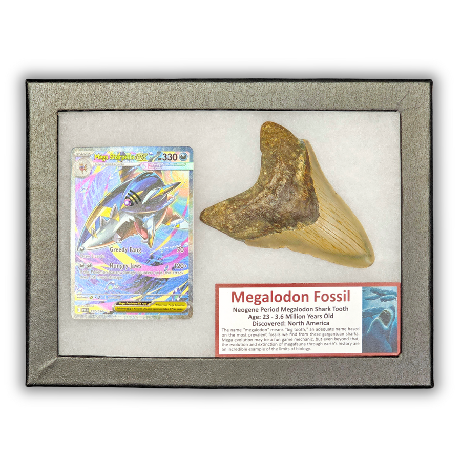 Pokémon Fossil Display - Mega Sharpedo EX with Megalodon Tooth Fossil