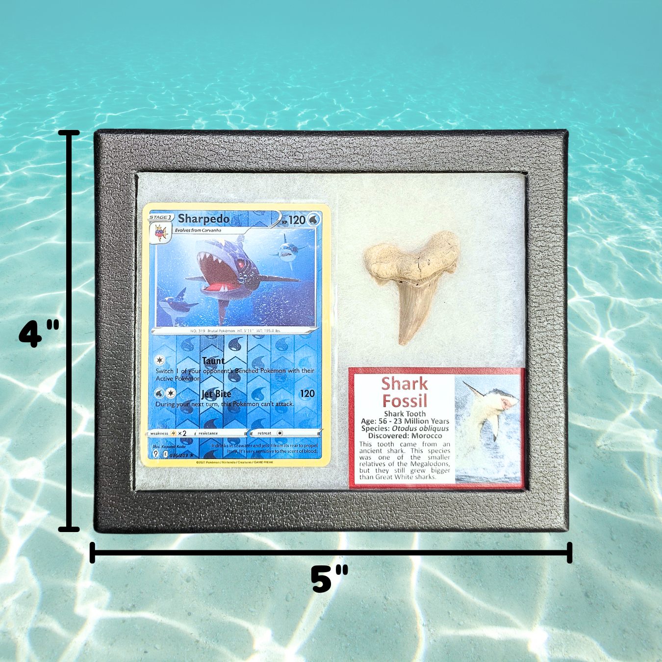 Pokémon Fossil Vitrine – Tohaido mit echtem Haifischzahn