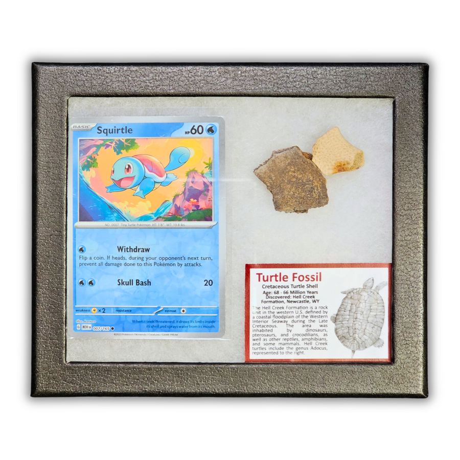 Pokémon Fossil-Display – Schiggy mit Schildkrötenpanzer-Fossil