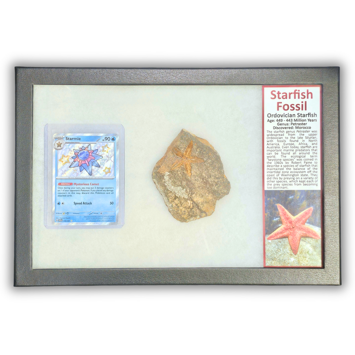 Pokémon Fossil Display - Starmie with Starfish Fossil