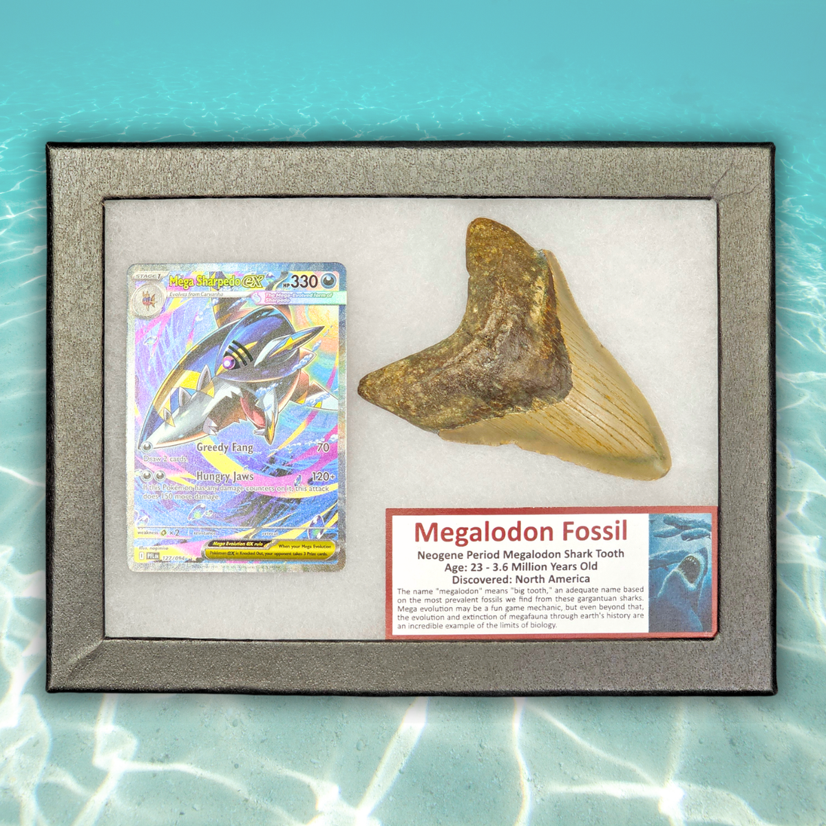 Pokémon Fossil Display - Mega Sharpedo EX with Megalodon Tooth Fossil