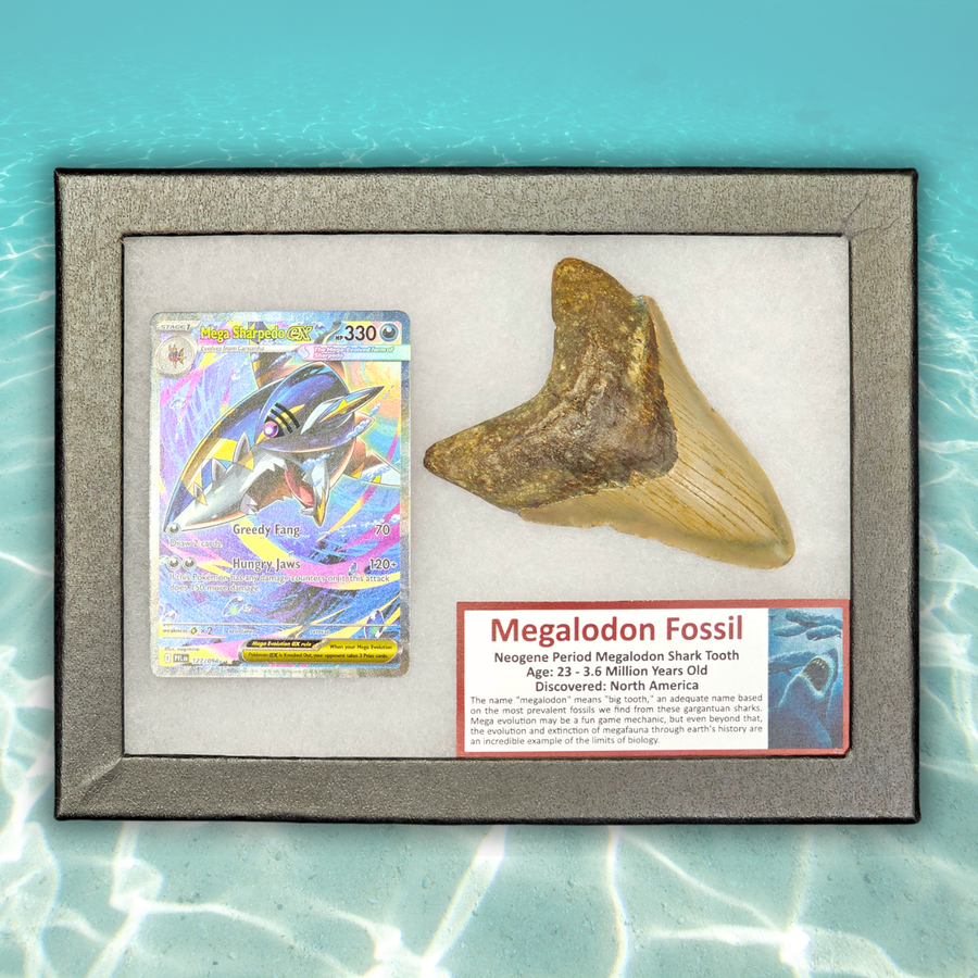 Pokémon Fossil Display - Mega Sharpedo EX with Megalodon Tooth Fossil