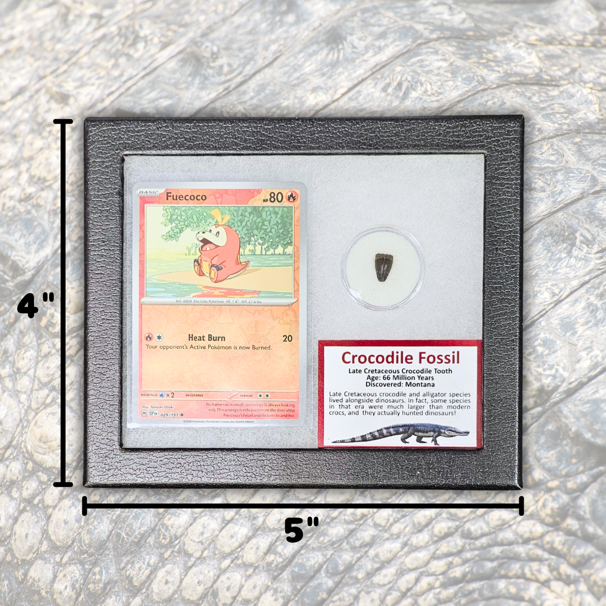Pokémon Fossil Display - Fuecoco with Crocodile Tooth Fossil