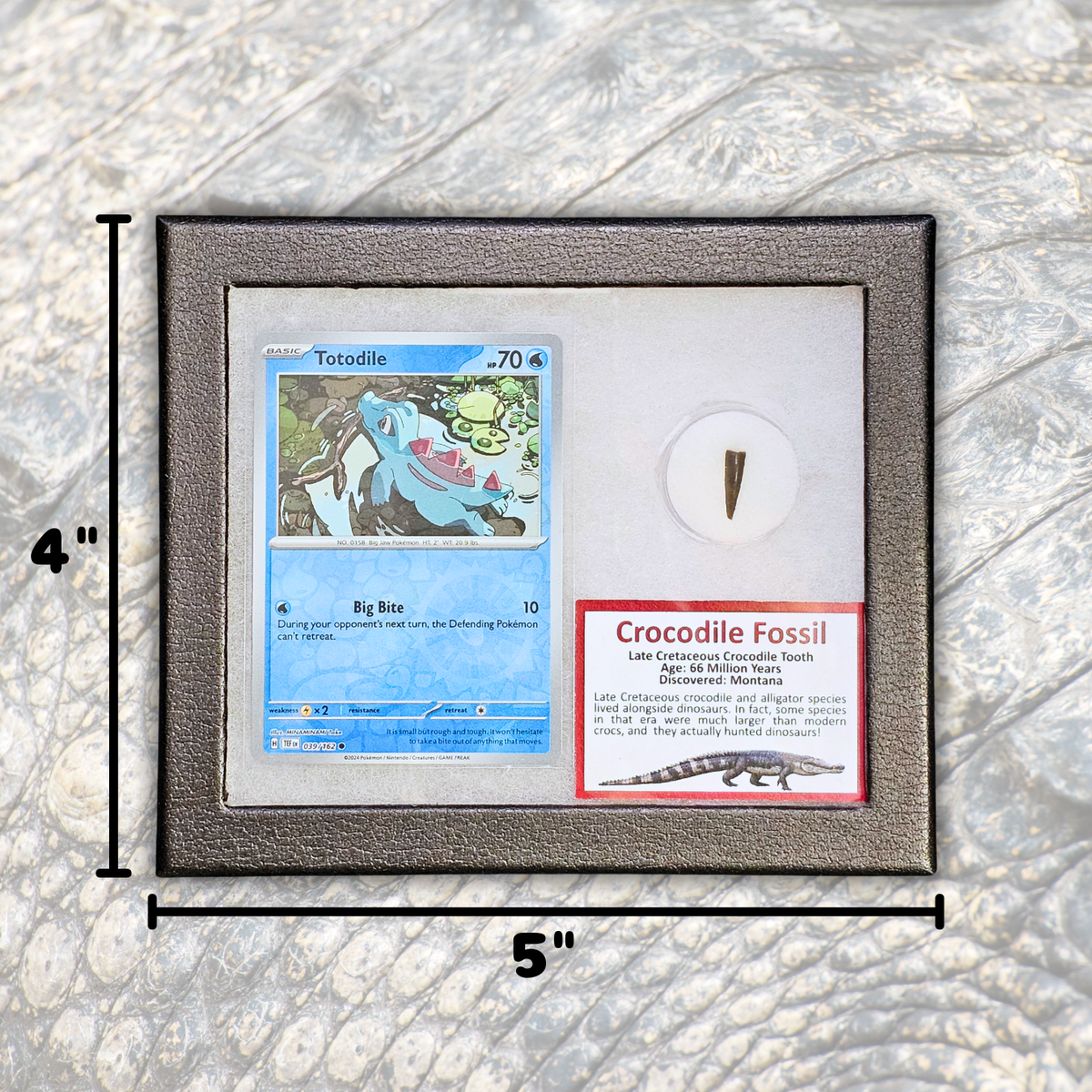 Pokémon Fossil Display - Totodile with Crocodile Tooth Fossil