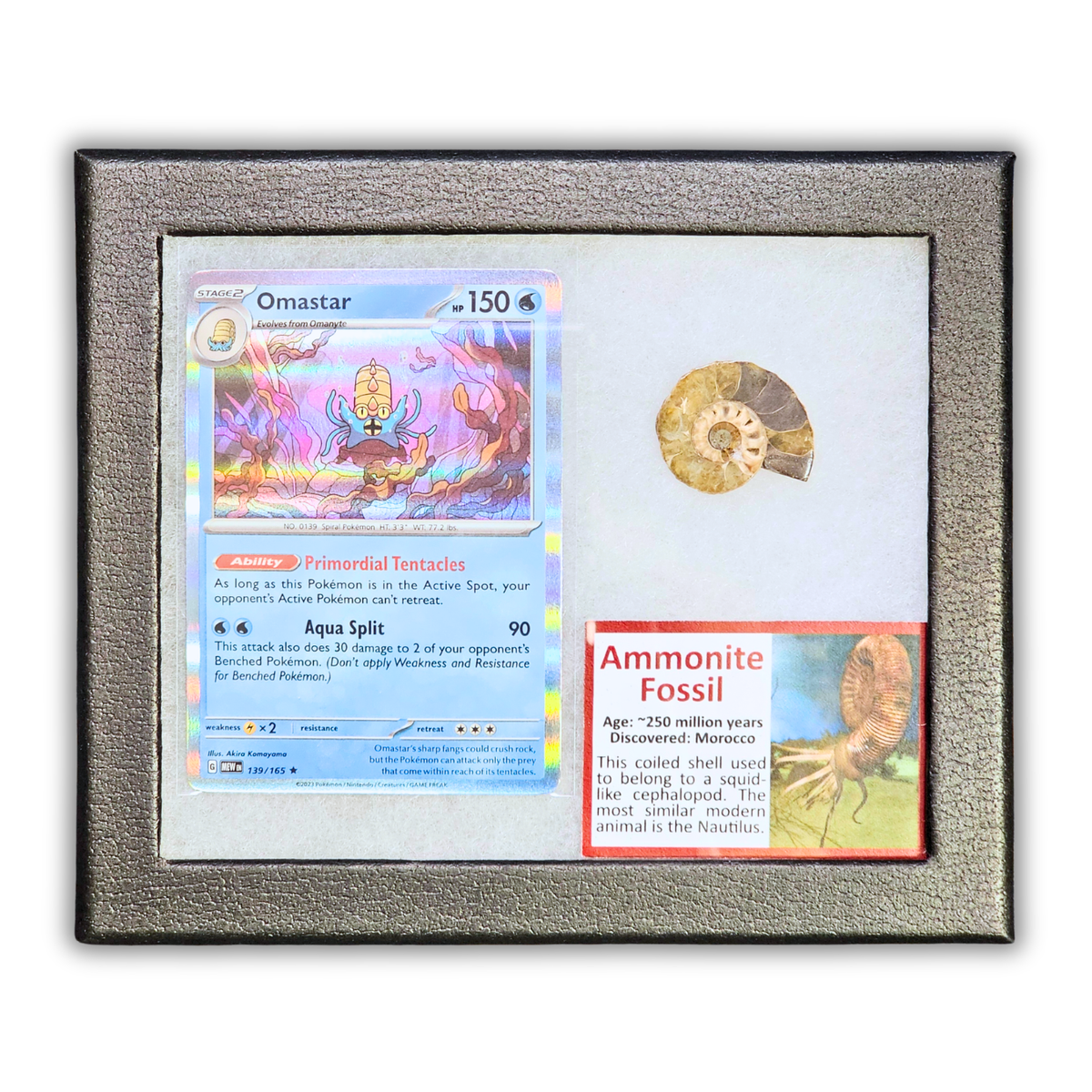 Pokémon Fossil Display - Omastar with Ammonite