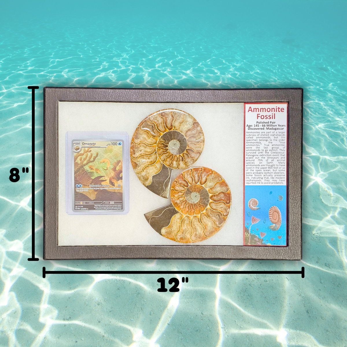 Pokémon Fossil Display - Omanyte with Ammonite Fossil