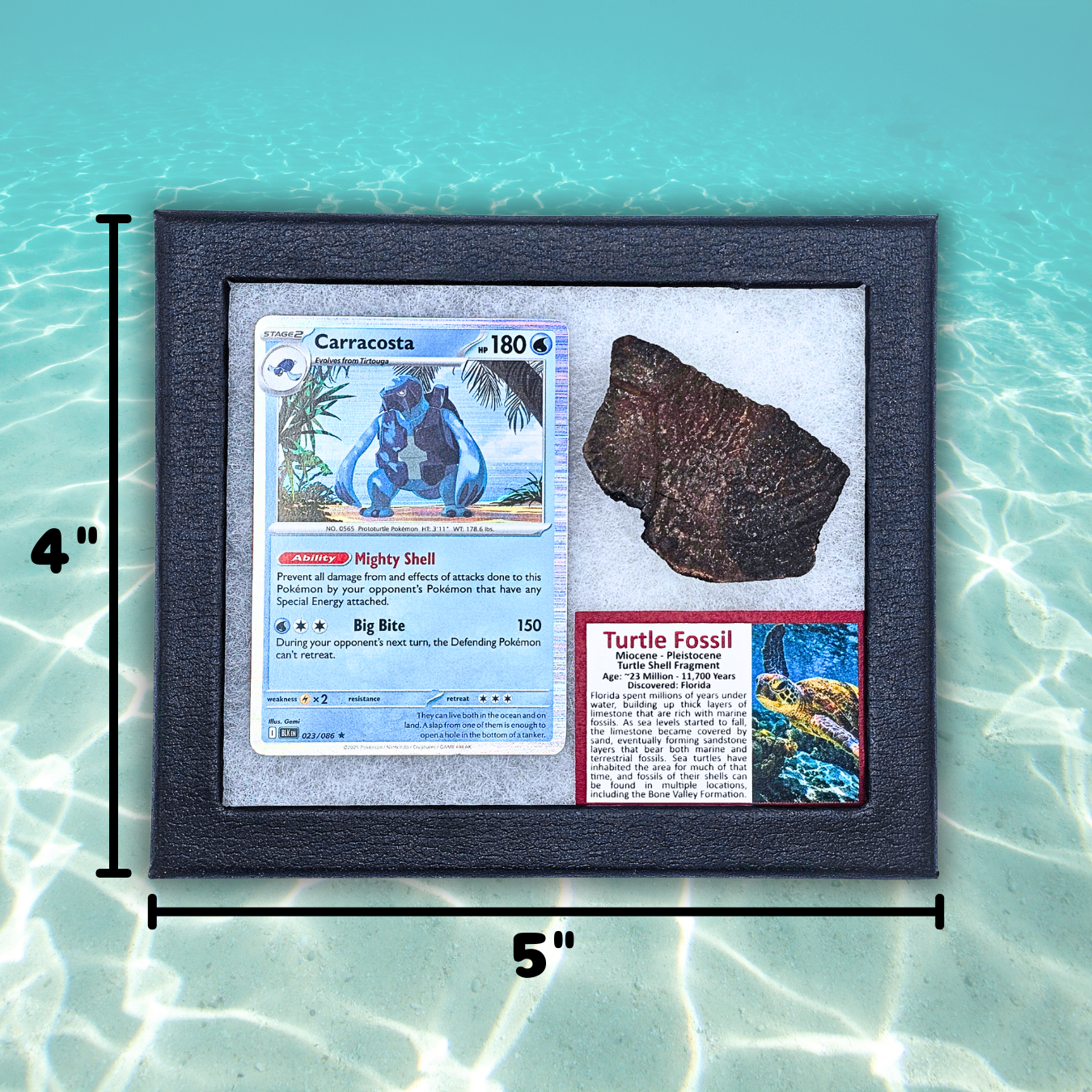 Pokémon Fossil Display - Carracosta Turtle Fossil