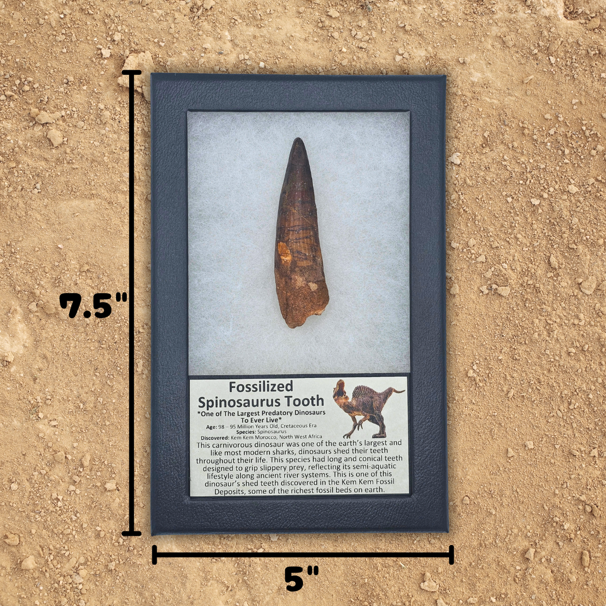 Fossilized Spinosaurus Tooth – Kem Kem Beds, Morocco – Cretaceous Period