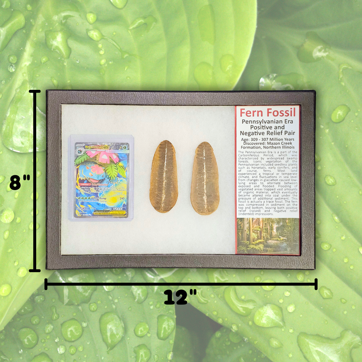 Pokémon Fossil Display - Venusaur Fern Fossil