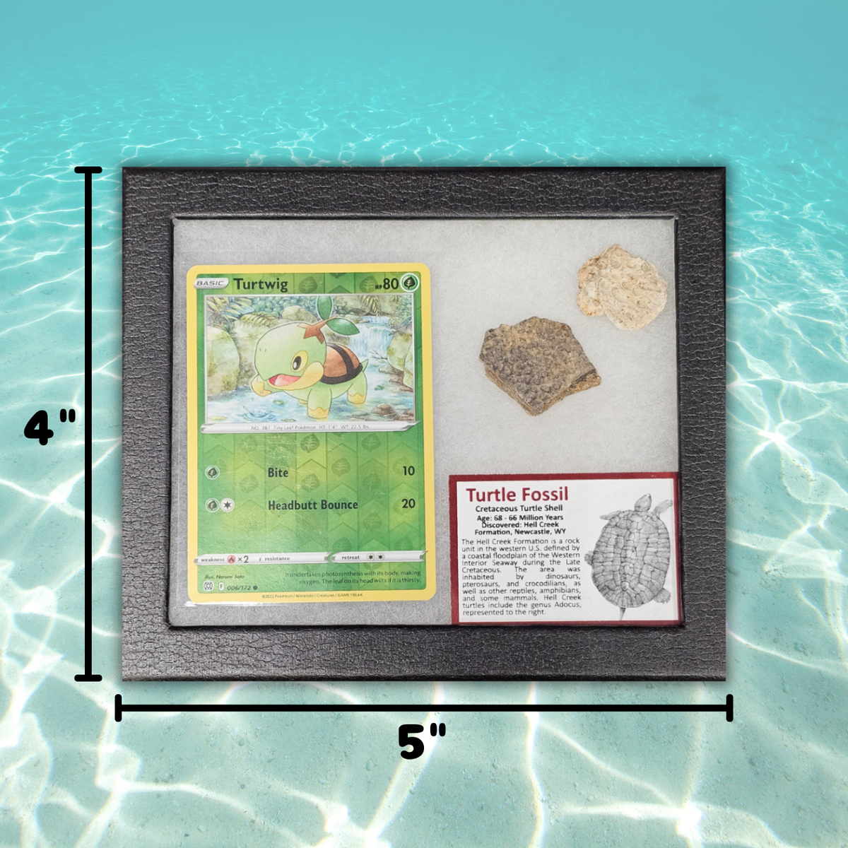 Pokémon Fossil Display - Turtwig with Turtle Shell Fossil