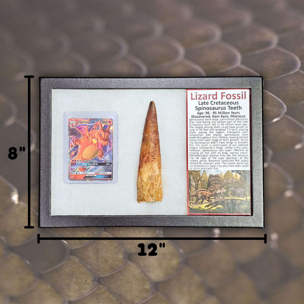 Pokémon Fossil Display - Charizard with Spinosaurus Tooth