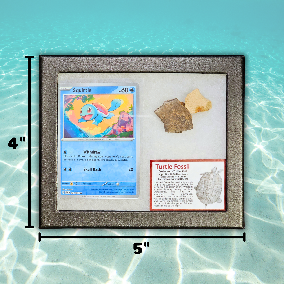 Pokémon Fossil-Display – Schiggy mit Schildkrötenpanzer-Fossil