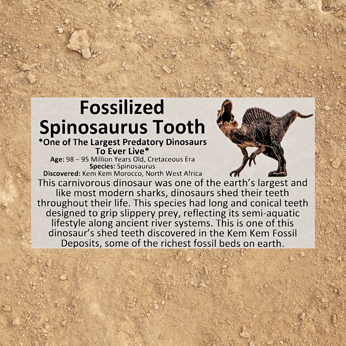 Fossilized Spinosaurus Tooth – Kem Kem Beds, Morocco – Cretaceous Period
