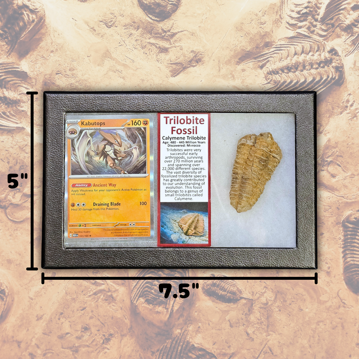 Pokémon Fossilien-Ausstellung – Kabutops Trilobiten-Fossil